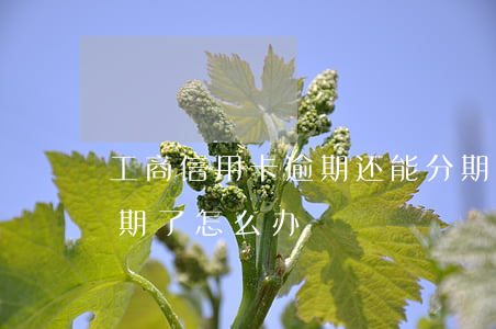 工商信用卡逾期还能分期吗(分期的信用卡逾期了怎么办)