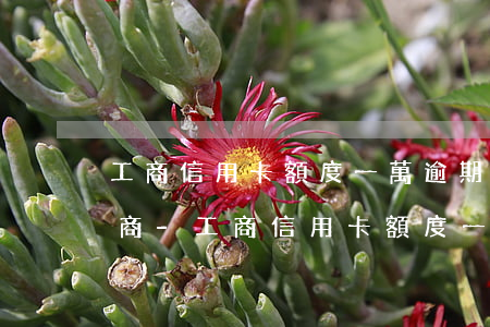 工商信用卡額度一萬逾期后能協(xié)商-工商信用卡額度一萬逾期后能協(xié)商還本金嗎