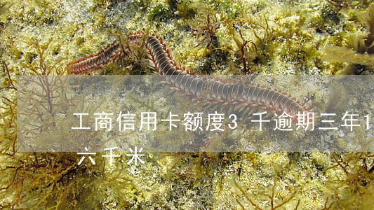 工商信用卡额度3千逾期三年(1000 五十六千米)