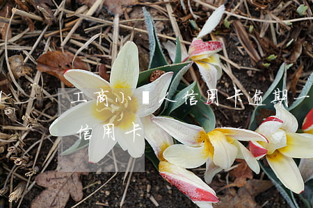 工商小黃人信用卡逾期一天(小黃人工商銀行信用卡)