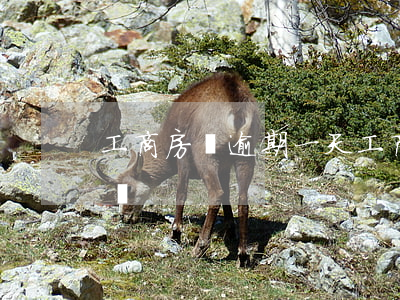 工商房貸逾期一天(工商房貸逾期一天會怎么樣)