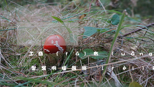 工商發(fā)布網(wǎng)購糾紛典型案例提醒消費(fèi)者，“雙十一”當(dāng)心套路