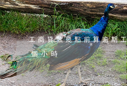 工商貸款幾點前算逾期(工商銀行房貸逾期幾個小時)
