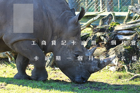 工商貸記卡逾期一個月會怎么樣-工商貸記卡逾期一個月會怎么樣嗎
