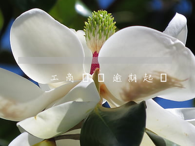 工商車貸逾期起訴