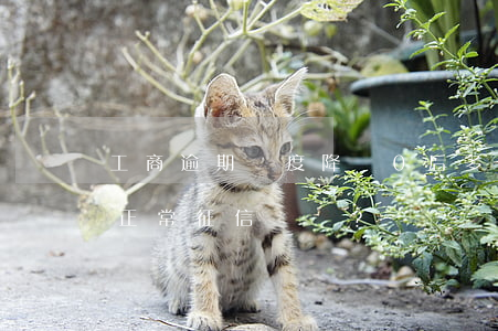 工商逾期額度降為0后，多久能恢復(fù)正常征信記錄？