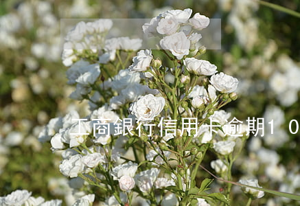 工商銀行信用卡逾期10年還多少
