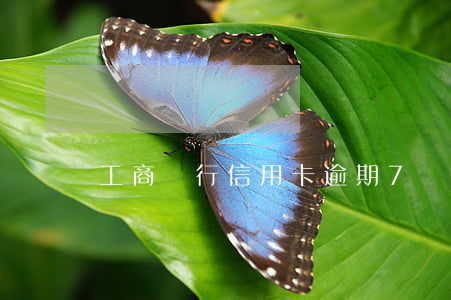 工商銀行信用卡逾期7個(gè)月還多少