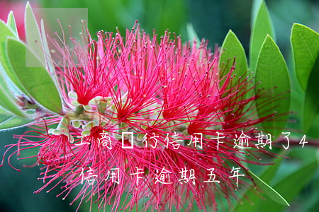工商銀行信用卡逾期了4天(在中國工商銀行信用卡逾期五年)