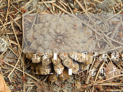 工商銀行信用卡逾期兩天嚴(yán)重嗎-工商銀行信用卡逾期兩天嚴(yán)重嗎怎么辦