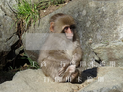 工商銀行信用卡逾期凍結(jié)了(工商銀行信用卡逾期凍結(jié)了怎么還款?)