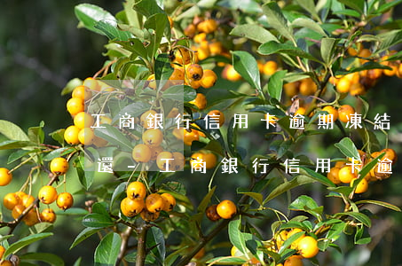 工商銀行信用卡逾期凍結(jié)了怎么還-工商銀行信用卡逾期凍結(jié)了怎么還款?