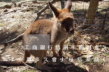 工商銀行信用卡逾期多久(工商銀行信用卡逾期多久會上征信系統(tǒng))
