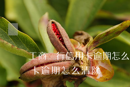 工商銀行信用卡逾期怎么清除(工商銀行信用卡逾期怎么清除)