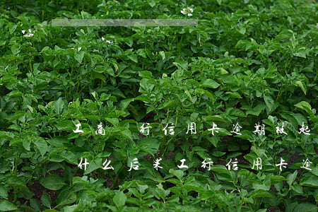 工商銀行信用卡逾期被起訴會(huì)是什么后果(工行信用卡 逾期)