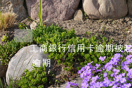 工商銀行信用卡逾期被起訴視頻(工行信用卡 逾期)