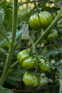 工商銀行的信用卡逾期會(huì)產(chǎn)生什么后果（工銀信用卡多久算逾期）