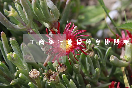 工商銀行能做停息掛賬嘛