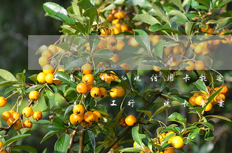 工商銀行軍魂信用卡能逾期多久(申請(qǐng)工行軍魂卡需要多久)