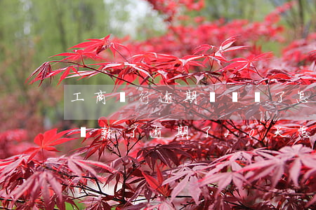 工商銀行逾期沒錢還了怎么辦(工商銀行忘記還款了逾期了20天怎么辦)