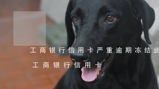 工商银行信用卡严重逾期冻结(此账户已冻结工商银行信用卡)