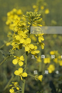 工商银行信用卡几天逾期进征信-工商银行信用卡几天逾期进征信黑名单