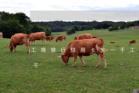 工商银行信用卡欠一千 工商银行信用卡欠一千