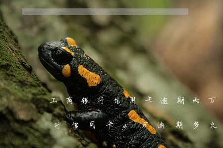 工商银行信用卡逾期两万会立案吗-工商银行信用卡2万逾期多久会被起诉
