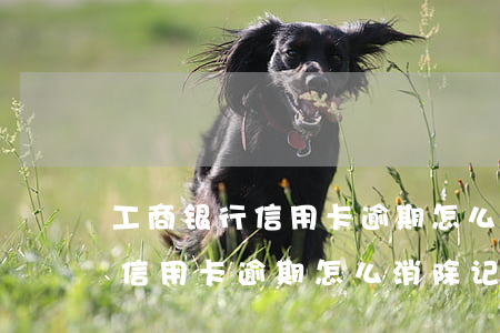 工商银行信用卡逾期怎么消除记录 工商银行信用卡逾期怎么消除记录多久恢复