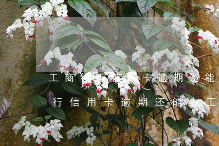 工商银行信用卡逾期还能办工行卡-工商银行信用卡逾期还能办工行卡吗