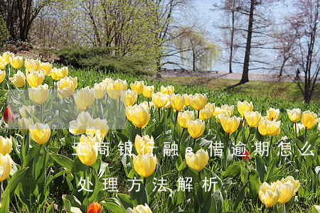 工商银行融e借逾期怎么办，工行融e借逾期处理方法解析