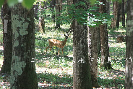 工商长隆信用卡利息(工行长隆卡年费)