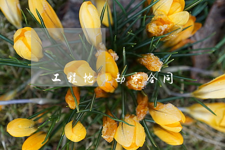 工程地質勘察合同