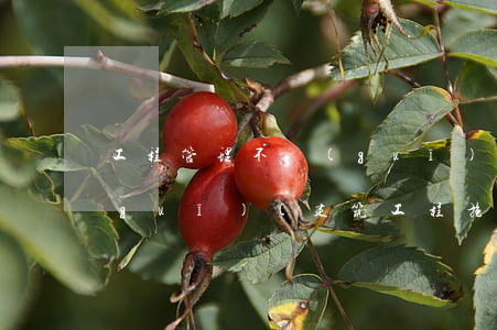 工程管理不規(guī)范違反法律法規(guī)(建筑工程施工違法行為及處罰標(biāo)準(zhǔn))