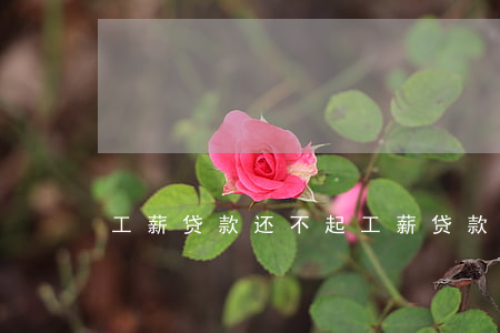 工薪贷款还不起(工薪贷款还不起)