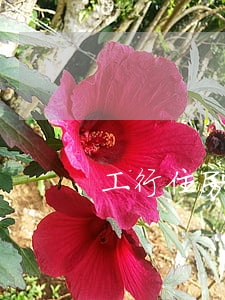工行住房公積金貸款逾期(工商房貸逾期一天)