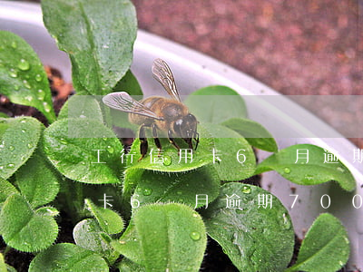 工行信用卡6個月逾期7000-工行信用卡6個月逾期7000怎么辦