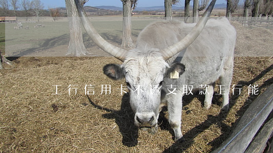 工行信用卡不透支取款(工行能無卡取款嗎)