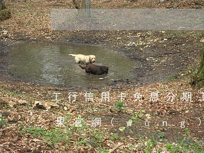 工行信用卡免息分期(工行信用卡免息分期蘋果官網(wǎng)手機(jī))