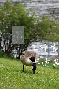 工行信用卡利息滯納金(2021年工行信用卡逾期新法規(guī))
