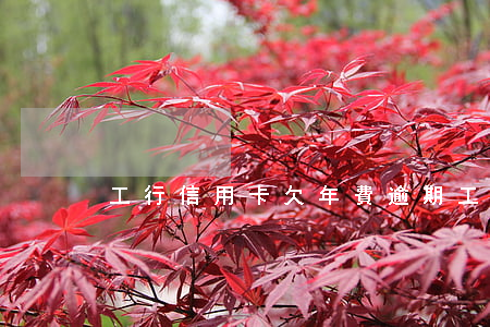 工行信用卡欠年費逾期 工商銀行欠年費