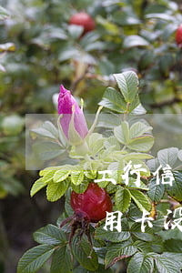 工行信用卡没逾期降额为0怎么办-工行信用卡没逾期降额为0怎么办理