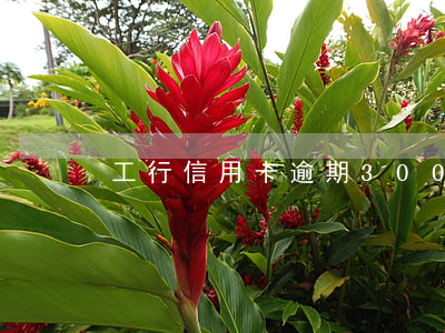 工行信用卡逾期300 體溫高但覺得冷