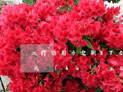 工行信用卡逾期3700(工行信用卡逾期一天會(huì)上征信嗎,可以溝通嗎)