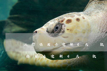 工行信用卡逾期6天還款會上征信嗎-工行信用卡逾期6天還款會上征信嗎知乎