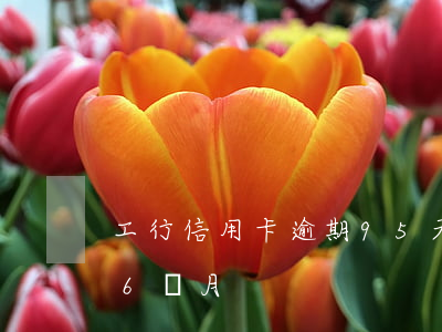 工行信用卡逾期95天(工行5千信用卡逾期6個月)