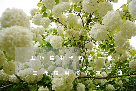 工行信用卡逾期一個(gè)月還上怎么辦(工行信用卡逾期一個(gè)月還上怎么辦理)