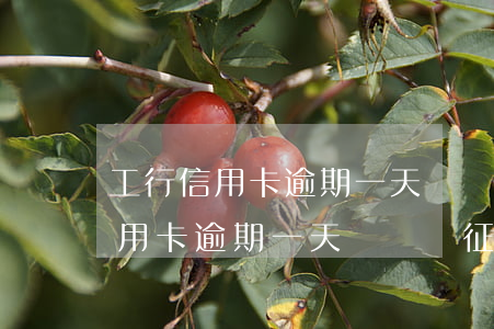 工行信用卡逾期一天會記錄征信嗎-工行信用卡逾期一天會記錄征信嗎知乎