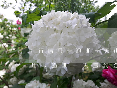 工行信用卡逾期一天违约金是多少-工行信用卡逾期一天违约金是多少钱