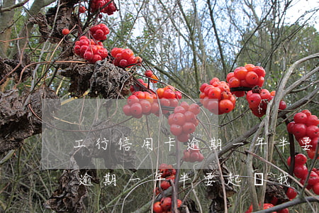 工行信用卡逾期一年半要起訴我(工行信用卡逾期一年半要起訴我)